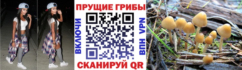 Галлюциногенные грибы Psilocybe  Спасск-Рязанский 